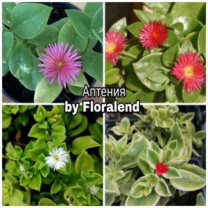 94406 Аптения /Aptenia cordifolia/