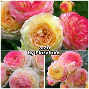 218 Роза 3.29