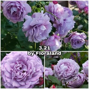 216 Роза 3.21