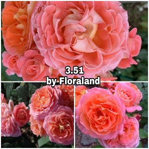 351 Роза 3.51