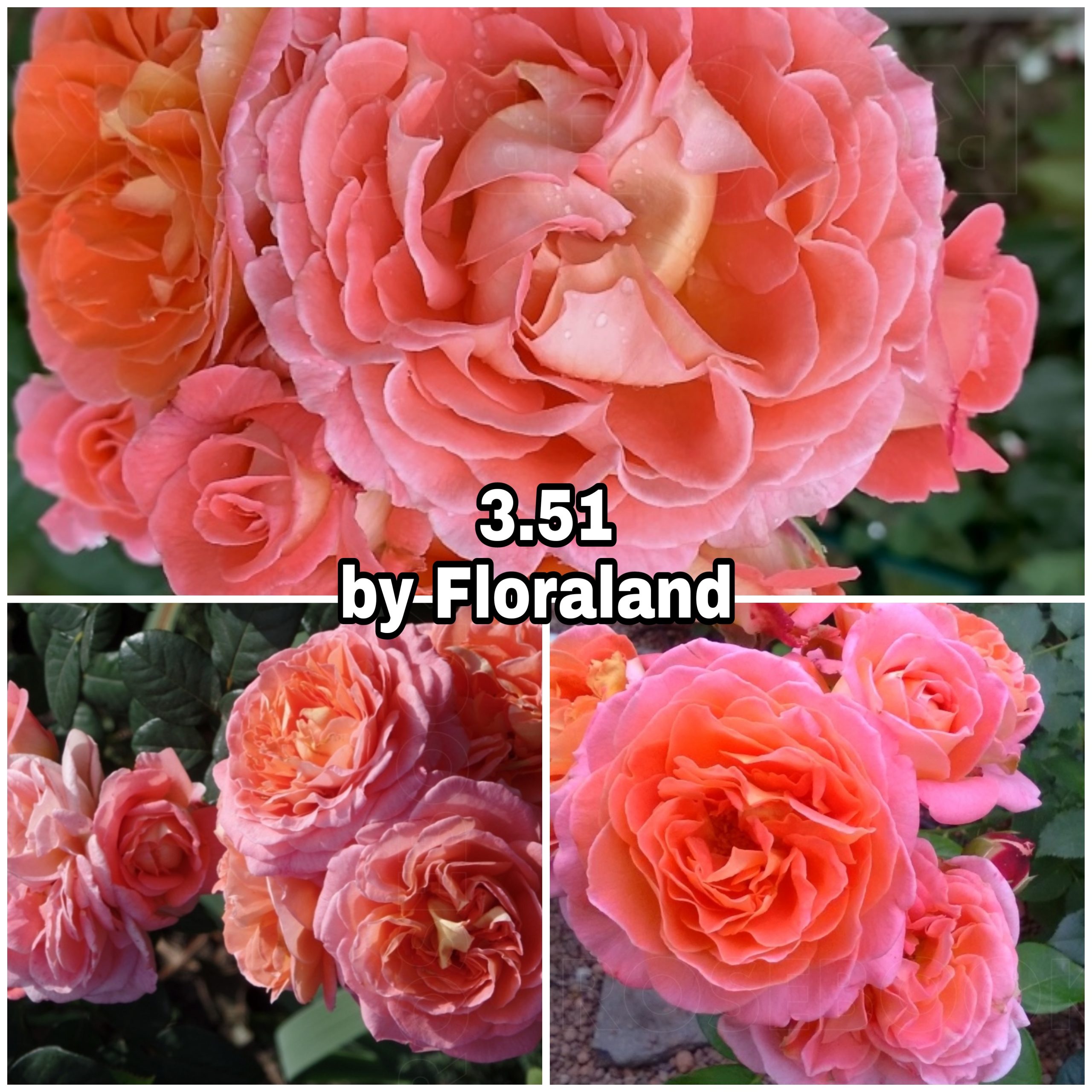 351 Роза 3.51