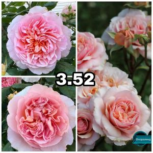 352 Роза 3.52