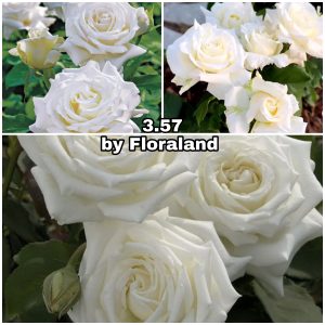 357 Роза 3.57