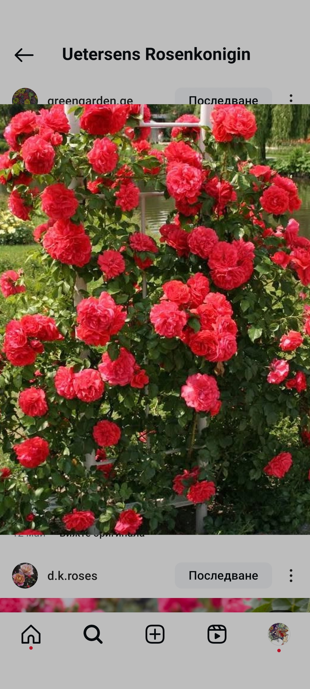 113 Роза 4.13 - Image 3