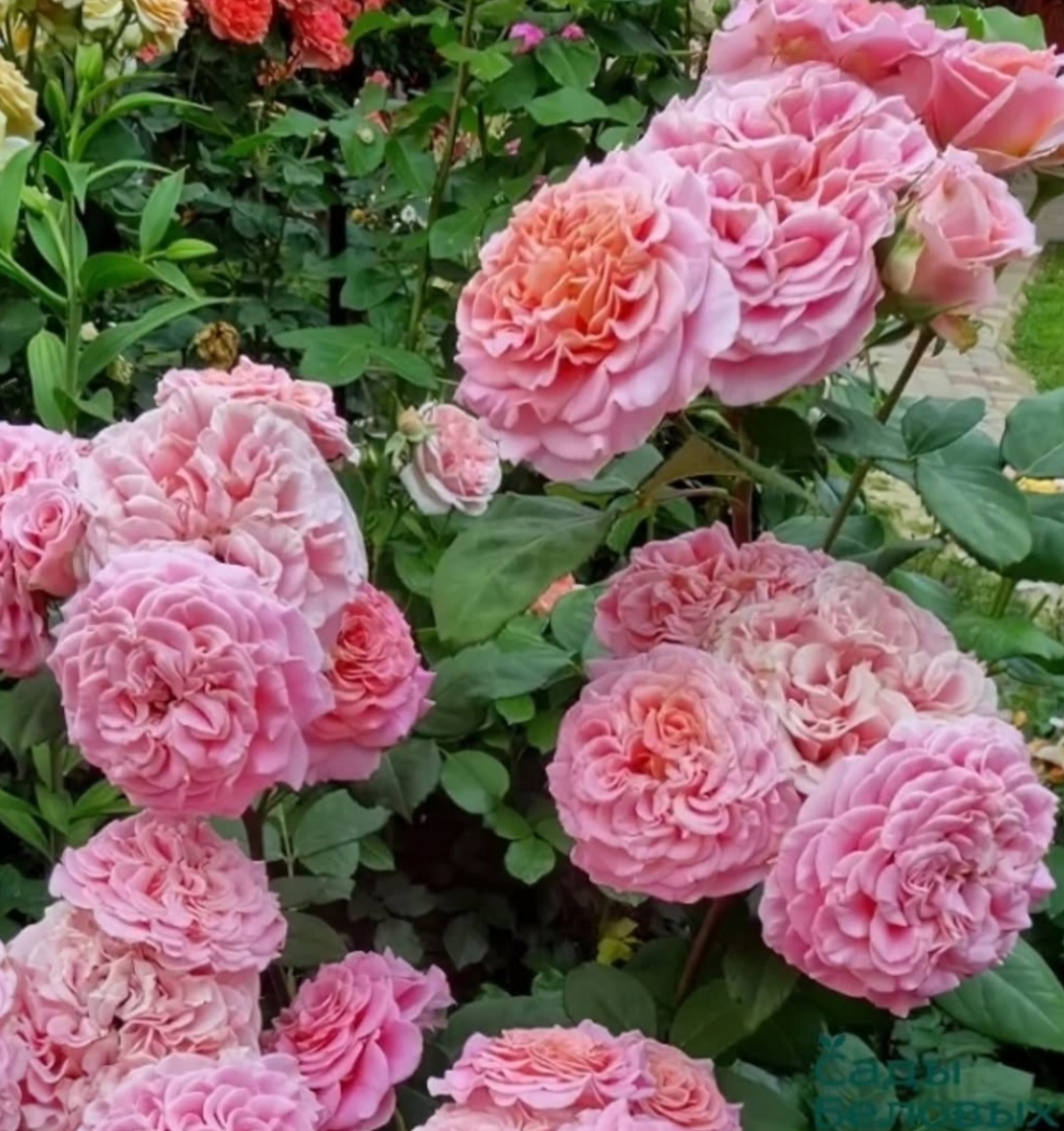 353 Роза 3.53 - Image 4